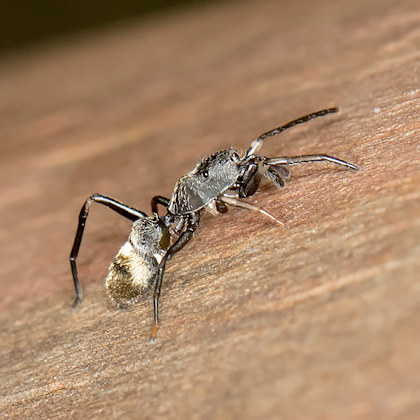 Jumping Spider (Myrmarachne luctuosa) (Myrmarachne luctuosa)